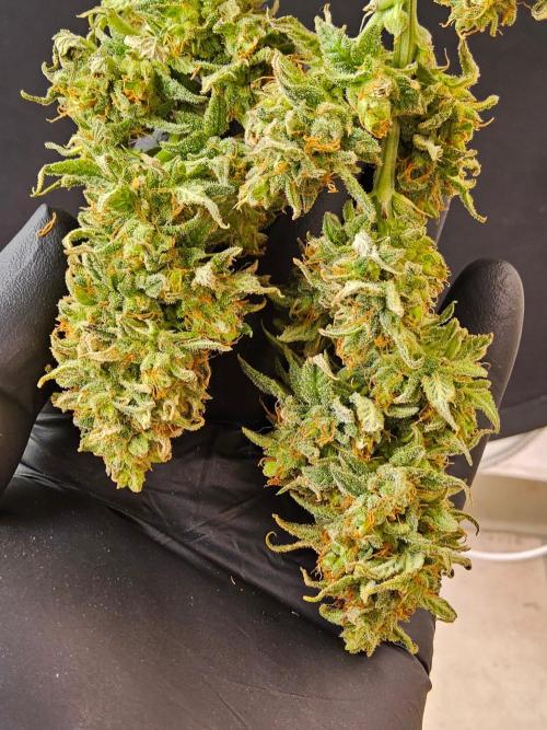 Turbo Amnesia. Week 15