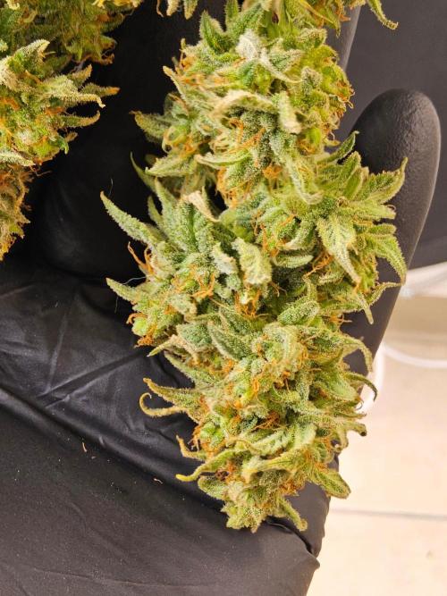 Turbo Amnesia. Week 15