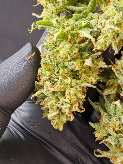Turbo Amnesia. Week 15