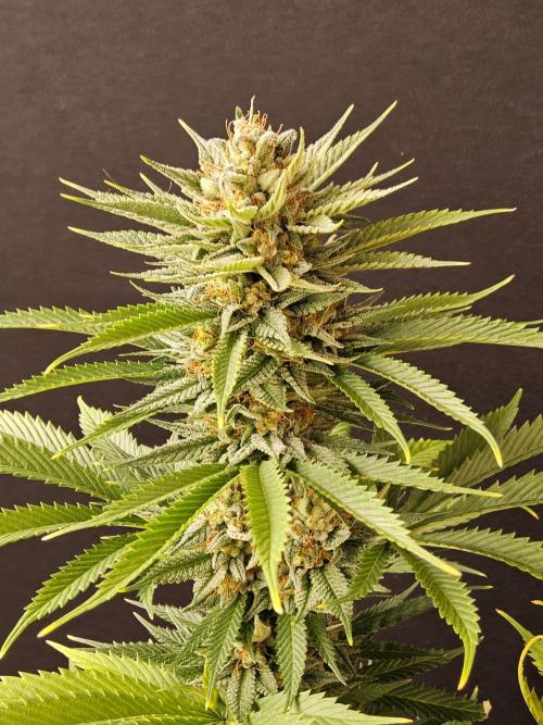 Fat Bastard. Week 15