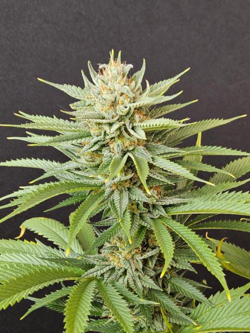 Fat Bastard. Week 15