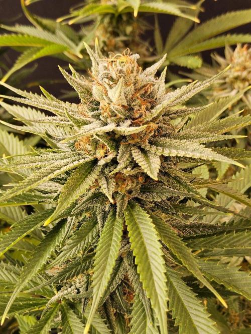 Fat Bastard. Week 15