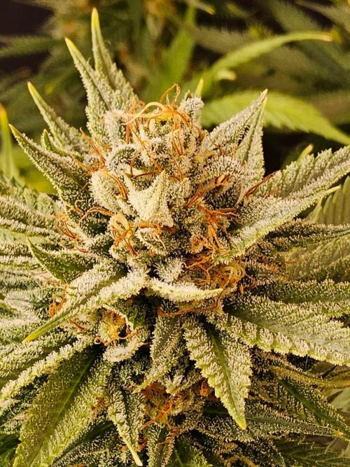 Fat Bastard. Week 15