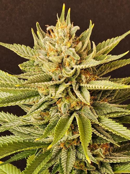 Fat Bastard. Week 15