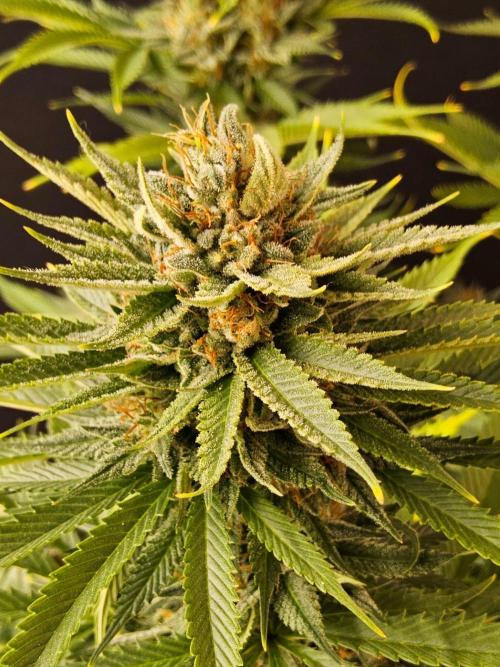 Fat Bastard. Week 15