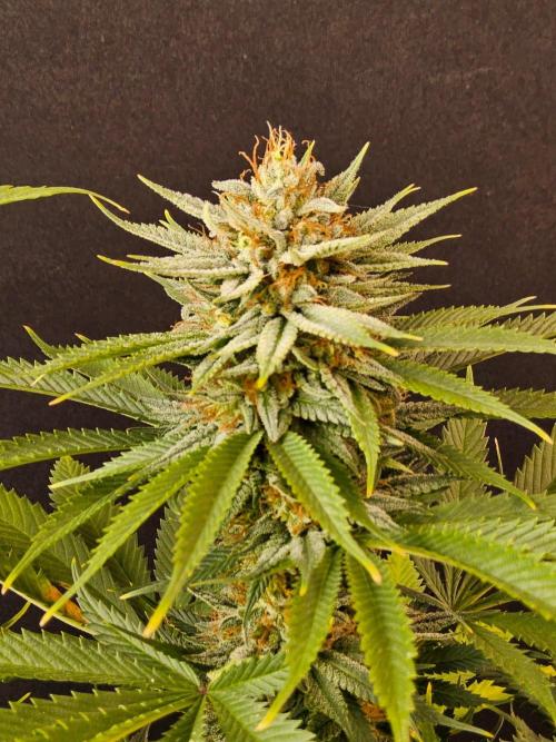 Fat Bastard. Week 15