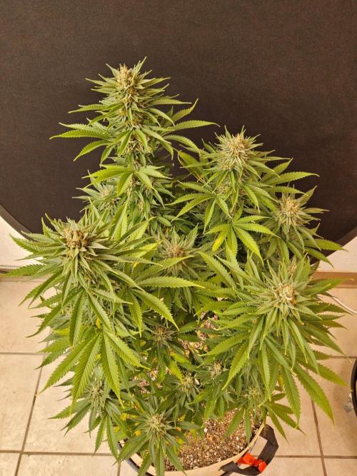 Fat Bastard. Week 15