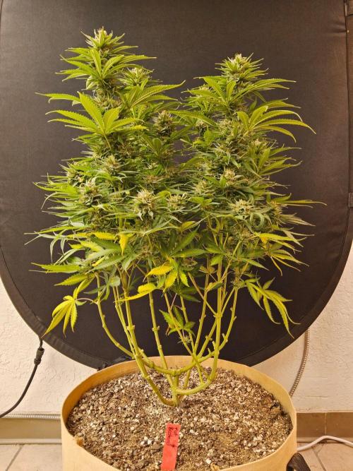 Fat Bastard. Week 15