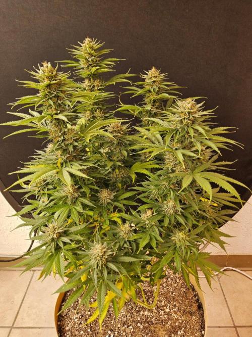 Fat Bastard. Week 15