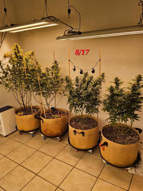 Fat Bastard. Week 15