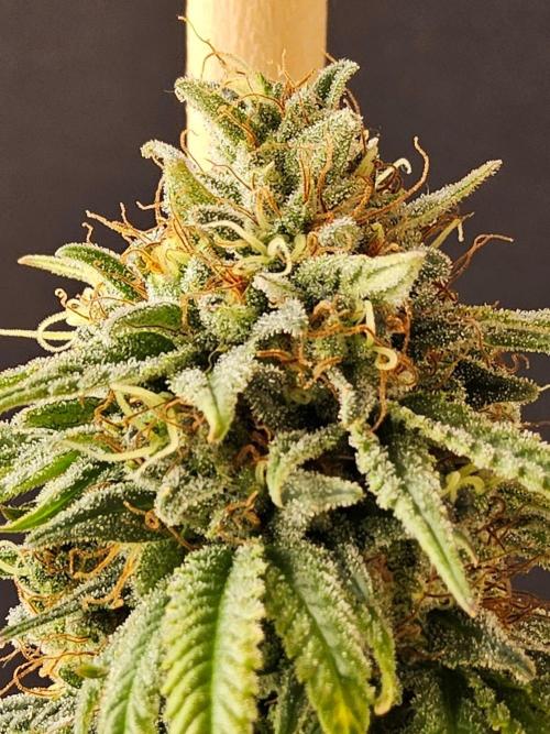 Supreme Roadrunner. Week 15