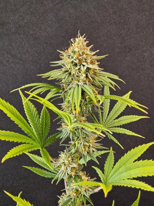 Supreme Roadrunner. Week 15