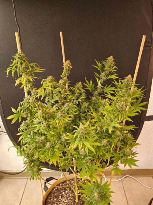 Supreme Roadrunner. Week 15