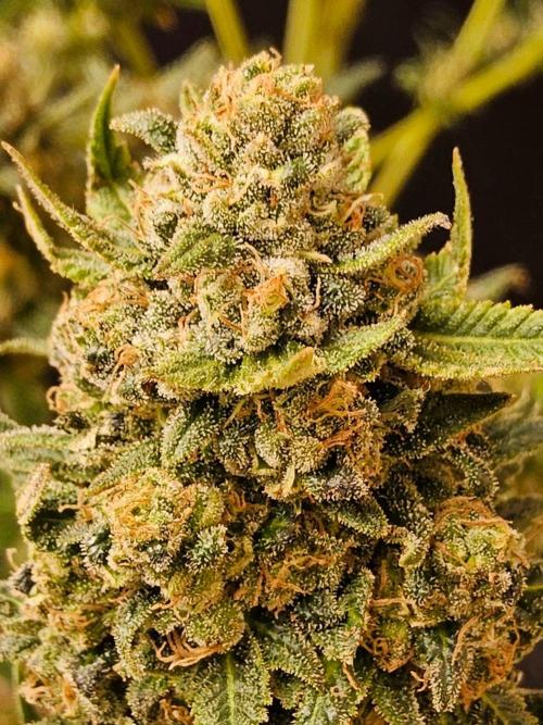 White Widow Plus. Week 15