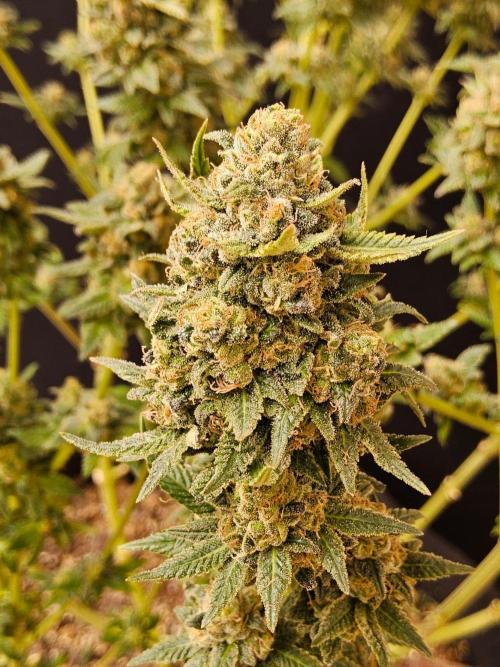 White Widow Plus. Week 15