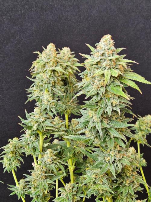 White Widow Plus. Week 15