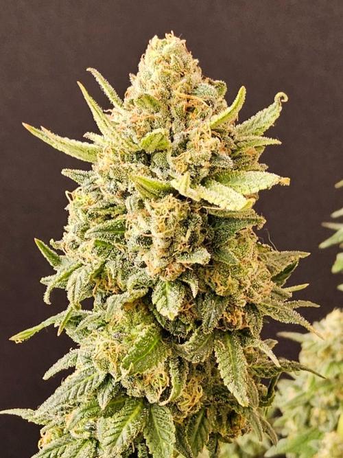 White Widow Plus. Week 15