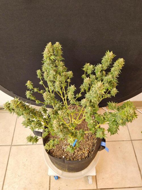 White Widow Plus. Week 15