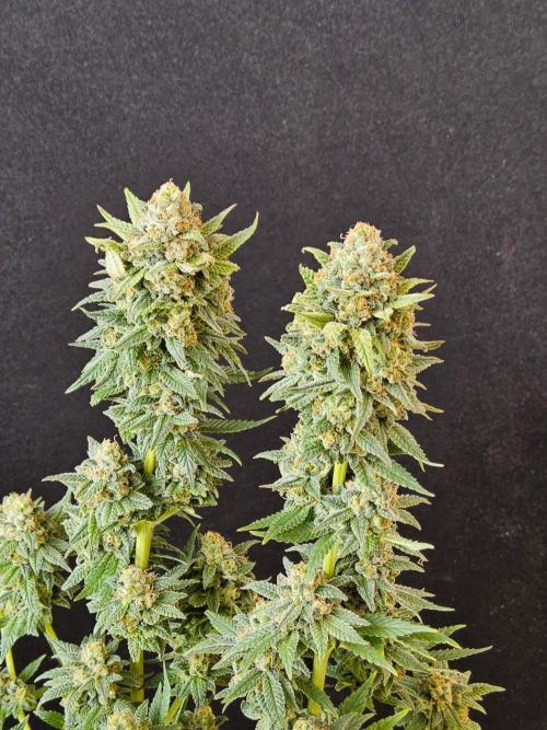 White Widow Plus. Week 15