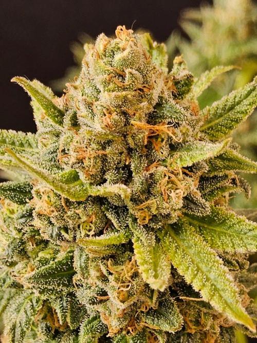 White Widow Plus. Week 15