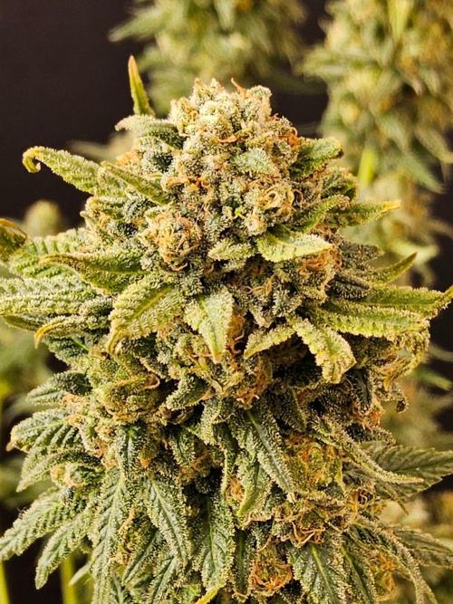 White Widow Plus. Week 15