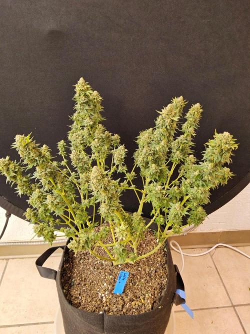 White Widow Plus. Week 15