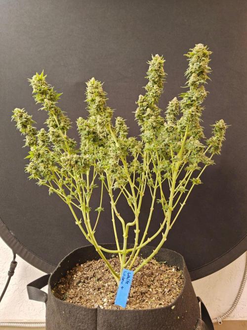 White Widow Plus. Week 15
