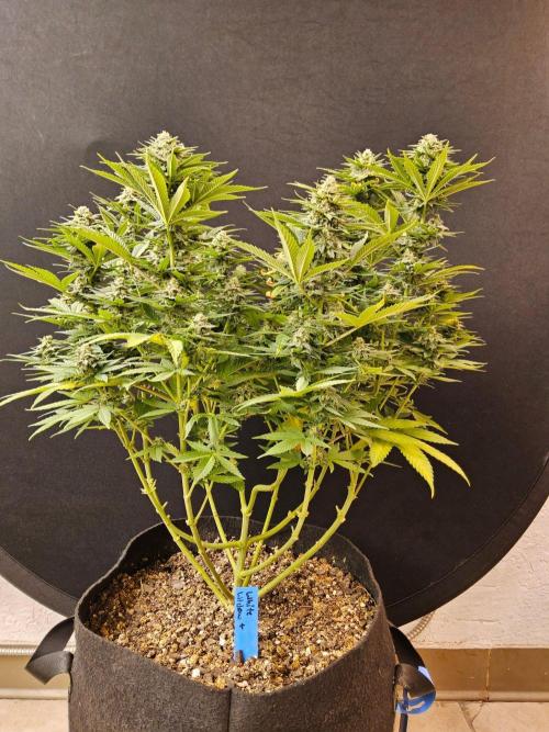 White Widow Plus. Week 15