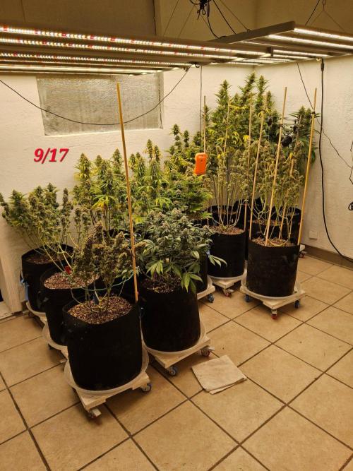 White Widow Plus. Week 15