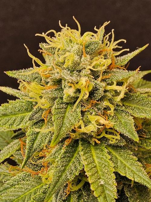 Bubba Seedsman. Week 15