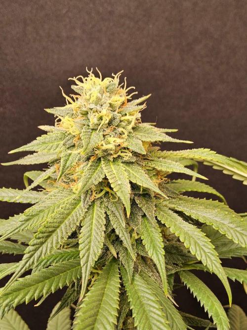 Bubba Seedsman. Week 15