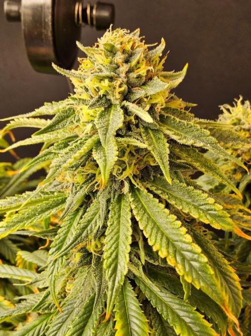 Bubba Seedsman. Week 15