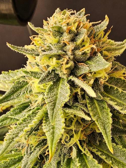 Bubba Seedsman. Week 15