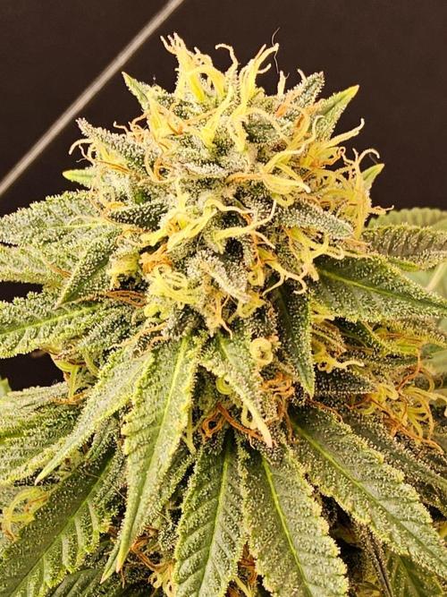 Bubba Seedsman. Week 15