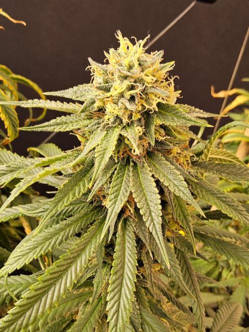 Bubba Seedsman. Week 15