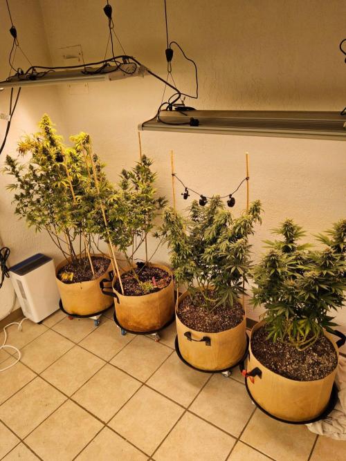 Bubba Seedsman. Week 15