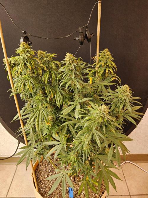 Bubba Seedsman. Week 15