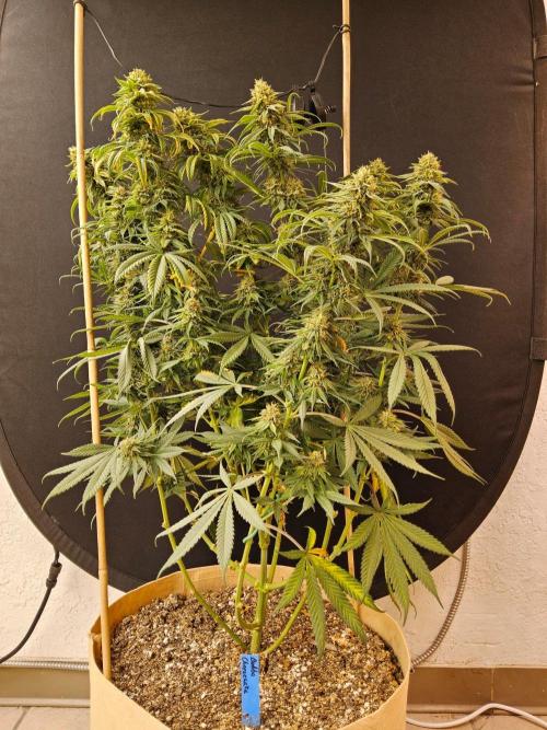 Bubba Seedsman. Week 15