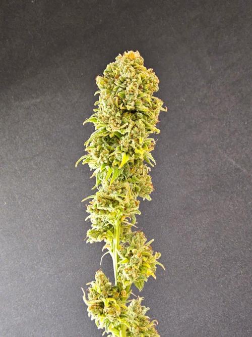Amnesia go fast. Week 15