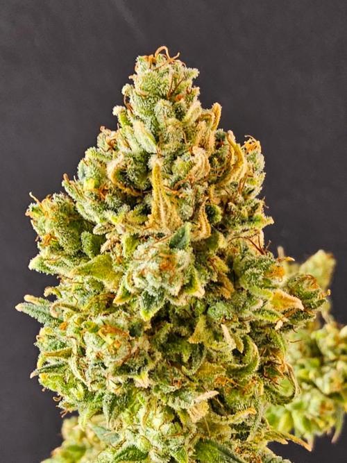 Amnesia go fast. Week 15