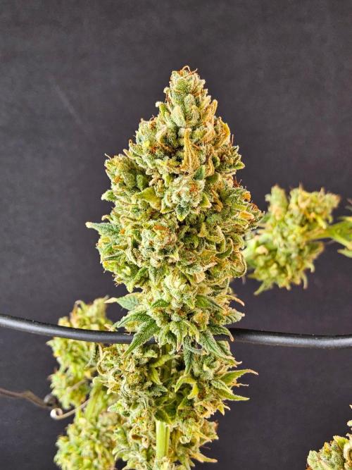 Amnesia go fast. Week 15