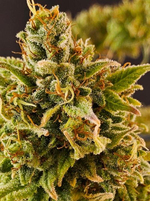 Amnesia go fast. Week 15