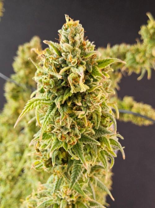 Amnesia go fast. Week 15