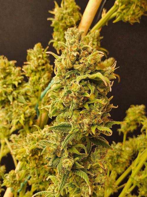 Amnesia go fast. Week 15