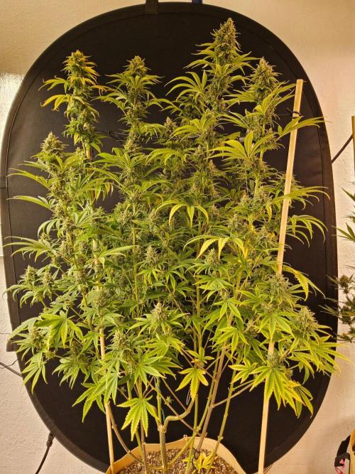 Amnesia go fast. Week 15