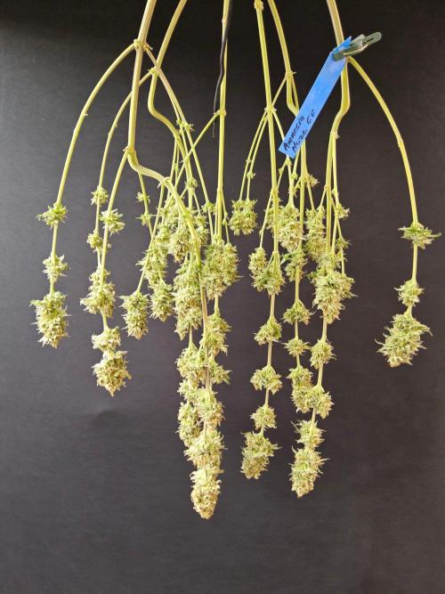 Amnesia go fast. Week 15