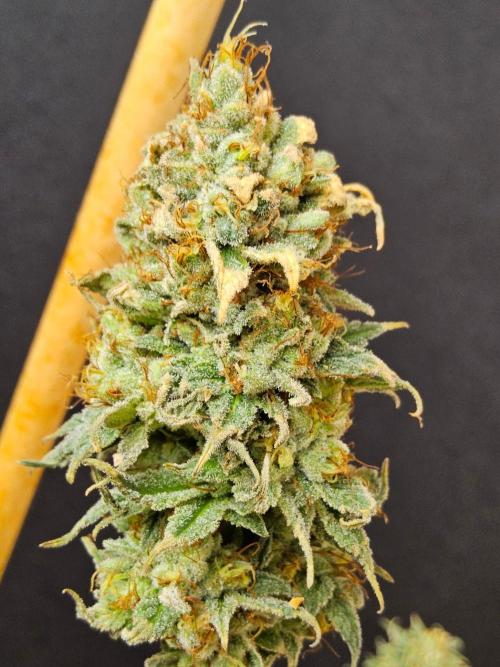 Amnesia go fast. Week 15