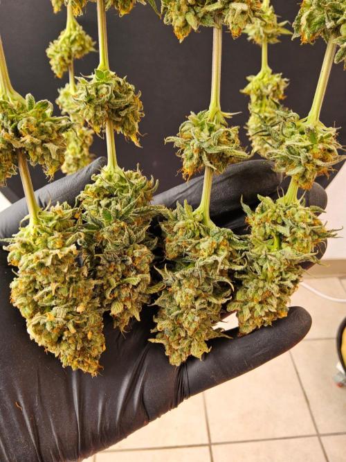 Amnesia go fast. Week 15