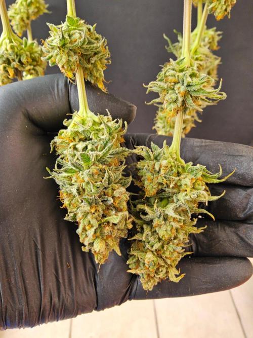 Amnesia go fast. Week 15