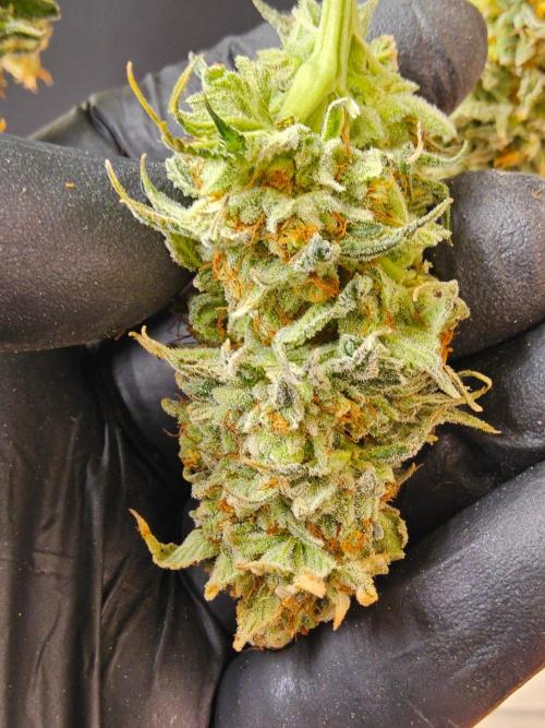 Amnesia go fast. Week 15